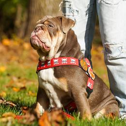 Harper - Bulldog