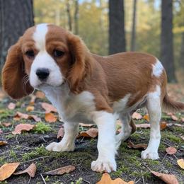 Male 2 - Blenheim male Cavalier King Charles Spaniel puppy in Unicoi, Tennessee from Unaka Mountain Corgis