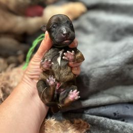 Mr Bennet(green) - Wheaten male Whoodle puppy in Rising Sun, Indiana from Ruby Lane Doodles