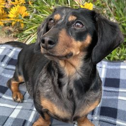 Lady - Dachshund