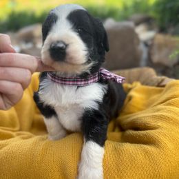 Cash - White and black Bordoodle puppy in Gilmer, Texas from Ashtin's Border Collies and Bordoodles