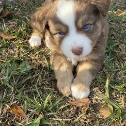 Prince Naveen - Red tri male Miniature Australian Shepherd puppy in Gordon, Georgia from Big D’s Aussie