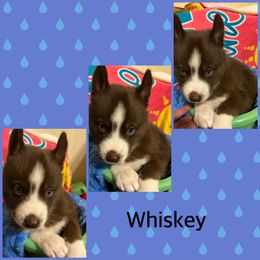 Siberian Husky Puppies from Powells huskies