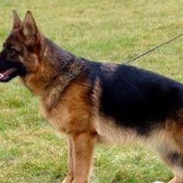German Shepherds from Morning Mist Farm