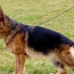 German Shepherds from Morning Mist Farm