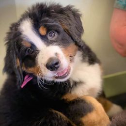 Bernese Mountain Dogs and Swedish Vallhunds from Just Say