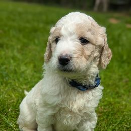 Blue - Parti Goldendoodle puppy in Midland, North Carolina from Alger Farm, LLC