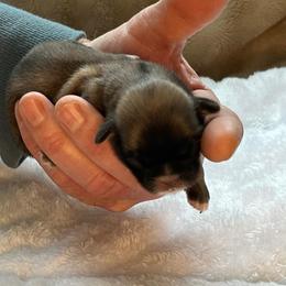 Willow - Brindle female Shih Tzu puppy in Reading, Michigan from You Little Shih-tzu’s 😊