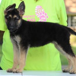 German Shepherd Puppies from Außer Gefahr German Shepherds