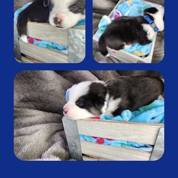 Blue Collar - Black and white male American Corgi puppy in Glenwood, Minnesota from Crystal Blue Corgi
