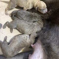 Female - Brown female Chesapeake Bay Retriever puppy in Jacobson, Minnesota from Ball Bluff Kennel