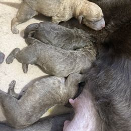 Female - Brown female Chesapeake Bay Retriever puppy in Jacobson, Minnesota from Ball Bluff Kennel