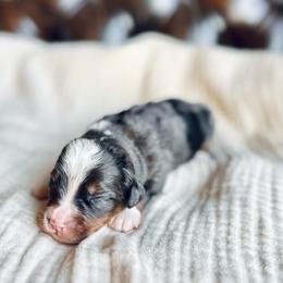 Cupid - Blue merle male Bernedoodle puppy in Travelers Rest, South Carolina from Bernedoodle.do