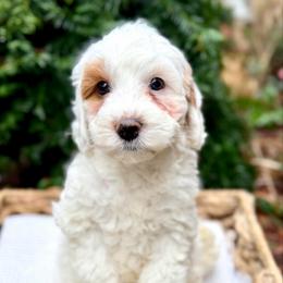 Red - Chalk female Australian Labradoodle puppy in Auburn, Washington from West Valley Labradoodles