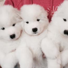Samoyeds from Sunkaska Samoyeds