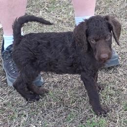 L. Blue - Stew - Brown male Poodle puppy in Copperas Cove, Texas from Poodles of Valor