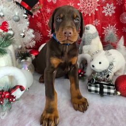 Blue - Red and rust male Doberman Pinscher puppy in Anderson, Indiana from Legendary Kennels