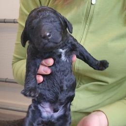 Poodle Puppies from Lyudmila's Standard Poodles