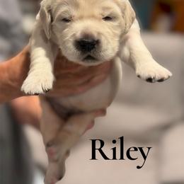 Riley 3800 - Light golden female Golden Retriever puppy in Peoria, Arizona from Westwing Retrievers
