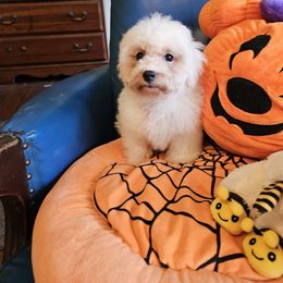 Cinnamon - White and buff female Bichon Frise puppy in Chatham, Illinois from Bichon Frise Partnership