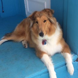 Collies from Lovely Heart Collies