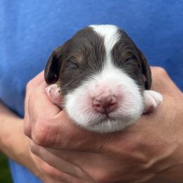 Girl 4 - Liver white and tan female Springerdoodle puppy in Sterling, Michigan from Springerdoodles In MI