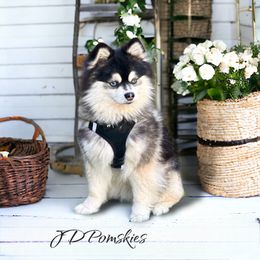 Leo - Pomsky