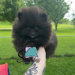 Rita- 3500.00  dollars - Black female Pomeranian puppy in Perry County, Ohio from Speechless Pom’s