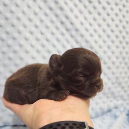 Solid chocolate boy, white markings - Chocolate male Chihuahua puppy in Richmond, Virginia from Breens