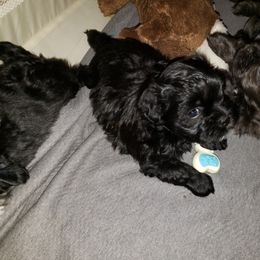 Boy 2 - Black and white Shihpoo puppy in Gilbert, Arizona from Thompson's Tiny Pups