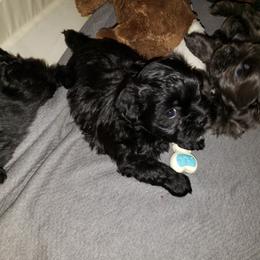 Boy 2 - Black and white Shihpoo puppy in Gilbert, Arizona from Thompson's Tiny Pups