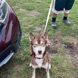 Ruby - Siberian Husky
