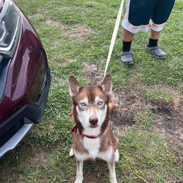 Ruby - Siberian Husky