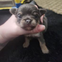Arley - Blue and tan male Chihuahua puppy in Ashtabula, Ohio from Paw's & Awe's Chihuahuas