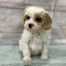 Clint - Blenheim male Cavapoo puppy in Logan, Utah from Mountain View Doodles