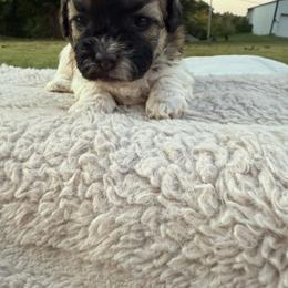 Churro - Brown and white male Shichon puppy in West Frankfort, Illinois from Jessica Cupp