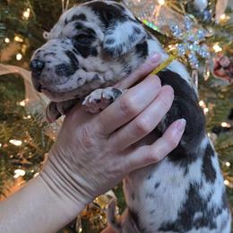 Jack - Harlequin male Great Dane puppy in Caldwell, Idaho from Miner's Dynamic Danes