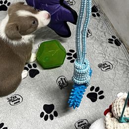 American Corgi, Cardigan Welsh Corgi, and Pembroke Welsh Corgi Puppies from Coopers Korner