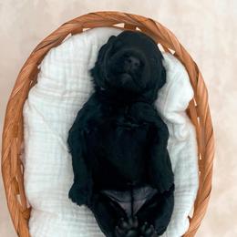 Lovie - Black female Goldendoodle puppy in North Carolina from Tuxedo Mountain Doodles