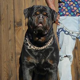 Rottweilers from Bro Bro Kennels LLC