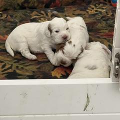Clumber Spaniel Puppies from Briton Clumber Spaniels