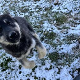 Skeleton - Black tan and white female Siberian Husky puppy in Canton, Ohio from Bleu Skies Siberian Huskies