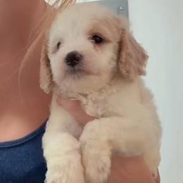 Boy 2 - Parti male Goldendoodle puppy in Clarksville, Tennessee from Tennessee Goldendoodles, since 2014
