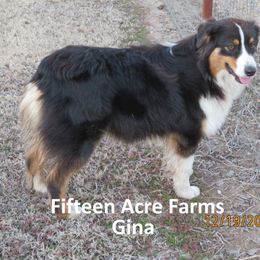 Gina - Australian Shepherd