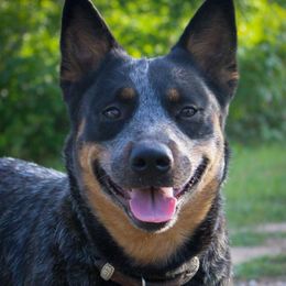 Honey - Blue female Australian Cattle Dog puppy in Runnels County, Texas from MC Heelers & Aussies