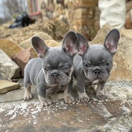French Bulldog Puppies from Dreampups