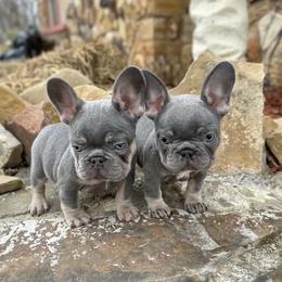 French Bulldog Puppies from Dreampups