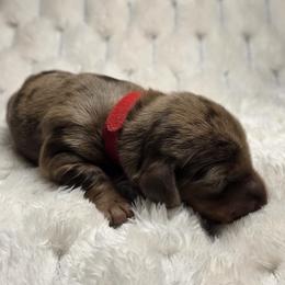 Autumn -akc - Dapple female Dachshund puppy in Sacramento, California from Valentina's mini  AKC Dachshunds