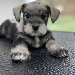 Miniature Schnauzer Puppies from Miniature Schnauzer Paradise llc