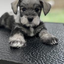 Miniature Schnauzer Puppies from Miniature Schnauzer Paradise llc